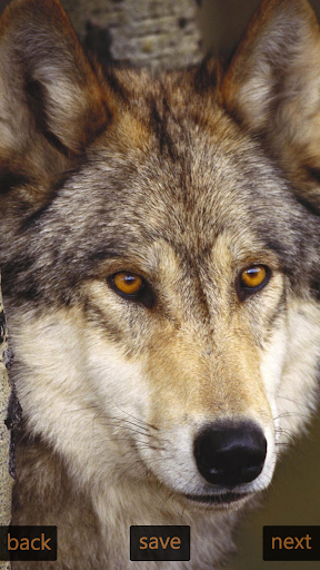 Inspic Wolfs Wallpapers HD