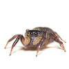 Pantropical Jumping spider (Female)