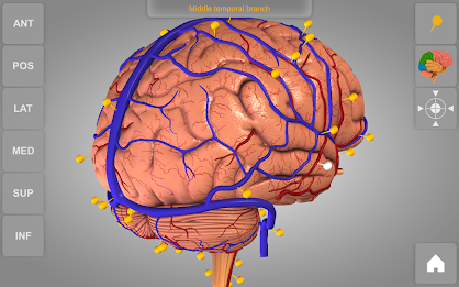 Brain 3D Anatomy Lite poster 10