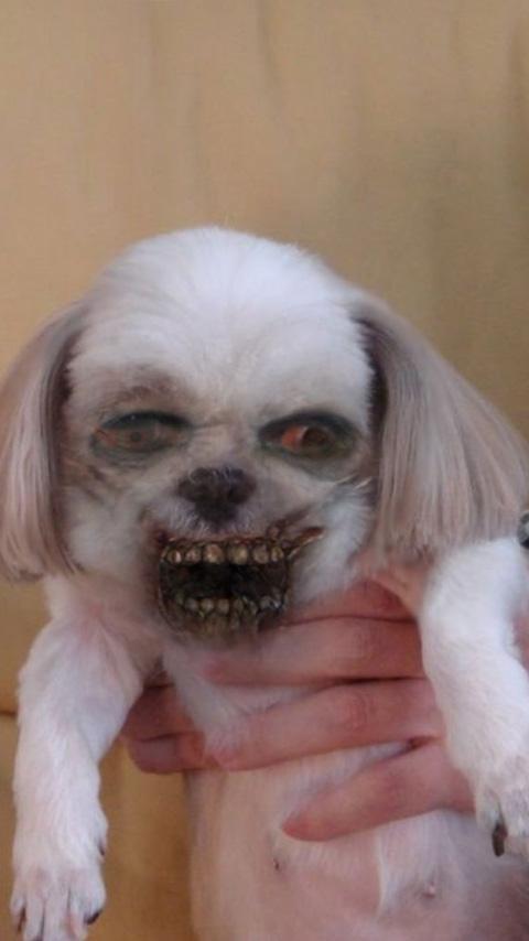 ZombieBooth - screenshot