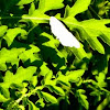 Elm Spanworm moth