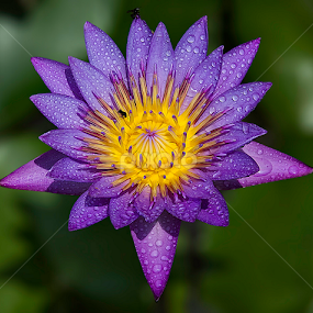 by Mark Anthony Bansag - Flowers Single Flower