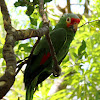 Red-lored Amazon Parrot