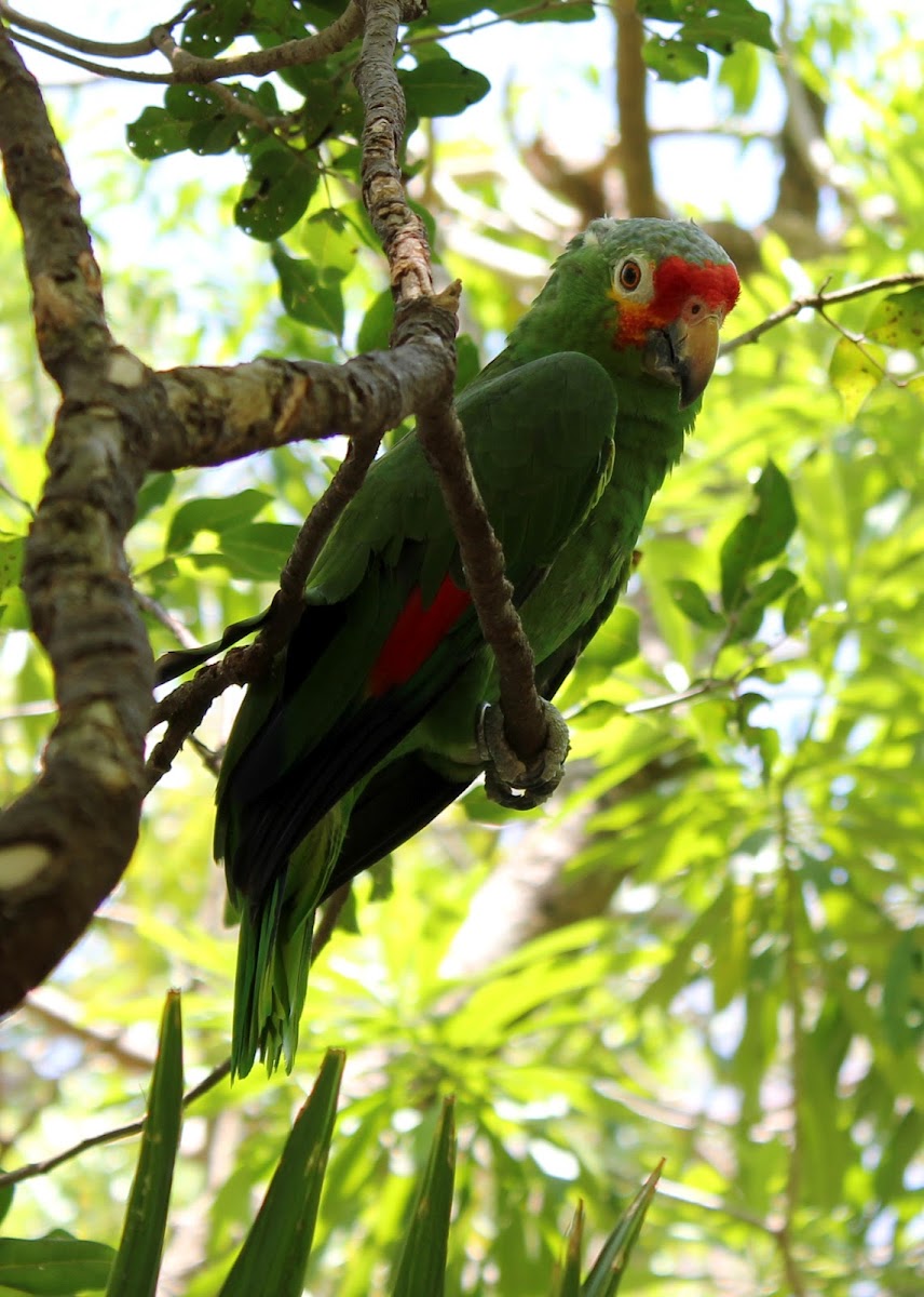 Red-lored Amazon Parrot
