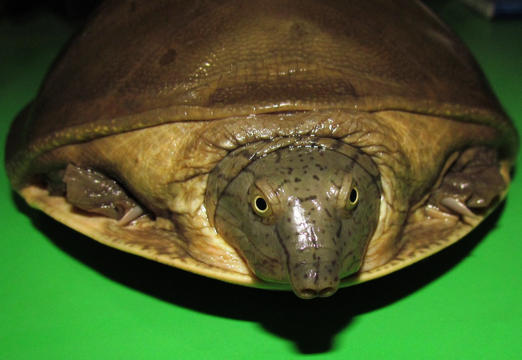 Indian flapshell turtle