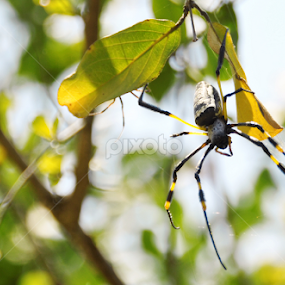 by Jenice Vd Berg - Animals Insects & Spiders