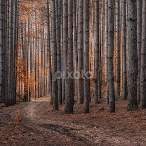 by Elvis Dorencec - Landscapes Forests