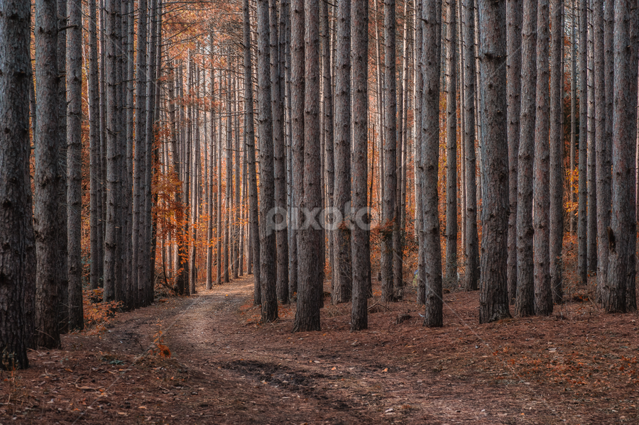 by Elvis Dorencec - Landscapes Forests