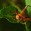 Restless bush cricket