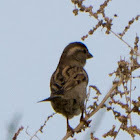 Rock Sparrow, Gorrión Chillón