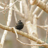 Red-Winged Blackbird (female)