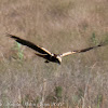 Marsh Harrier; Aguilucho Lagunero