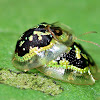 Beetle Mating