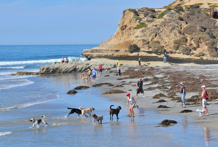 Dogs on the beach in Del Mar, near San Diego, California.