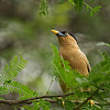 Brahminy Myna or Brahminy Starling