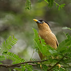 Brahminy Myna or Brahminy Starling