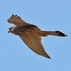 Kestrel