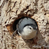 White-breasted Nuthatch