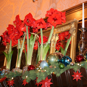Amaryllis and Christmas balls by Dianne Collins - Public Holidays Christmas