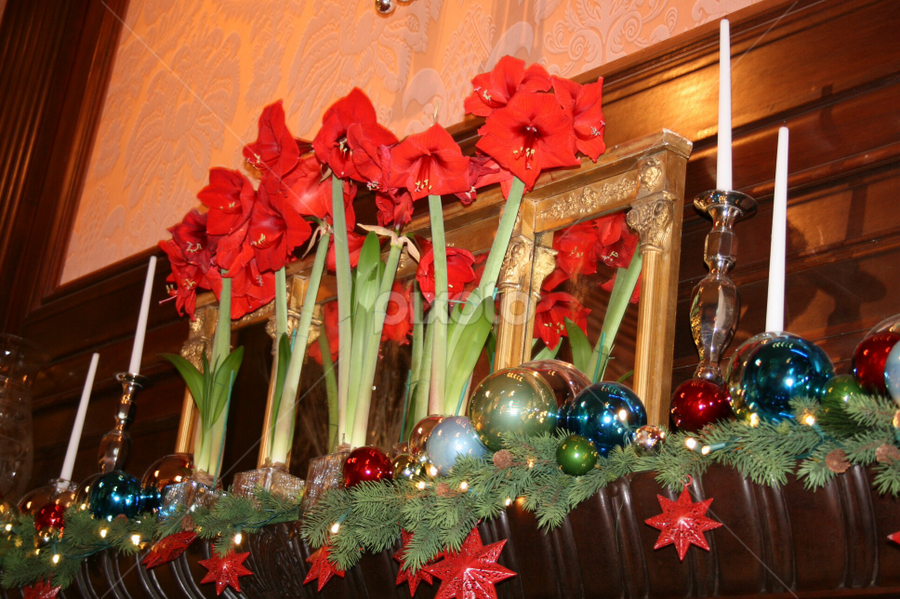 Amaryllis and Christmas balls by Dianne Collins - Public Holidays Christmas
