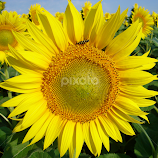 Sunflower.... by Милан Јакшић -  