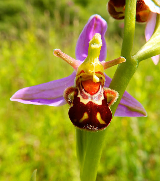 Bee Orchid Project Noah
