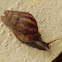 Gaint African Land Snail