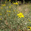 Yellow Spiny Daisy