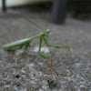 False garden mantis