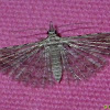 Many-plume Moth