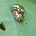 Golden tortoise beetles