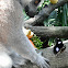 Ring Tailed Lemur and Great Eggfly