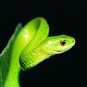 3D cute Snake logo