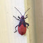 soapberry bug