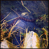 Northern, Midland Water snake