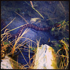 Northern, Midland Water snake