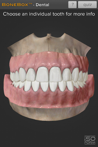 BoneBox™ - Dental Lite