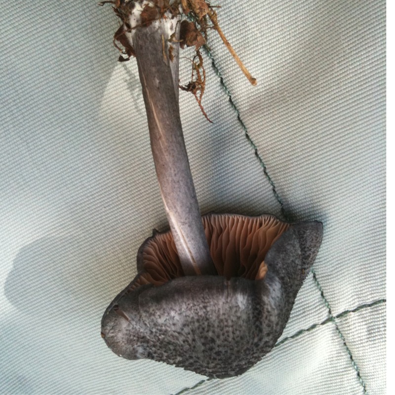 Dark grey mushroom