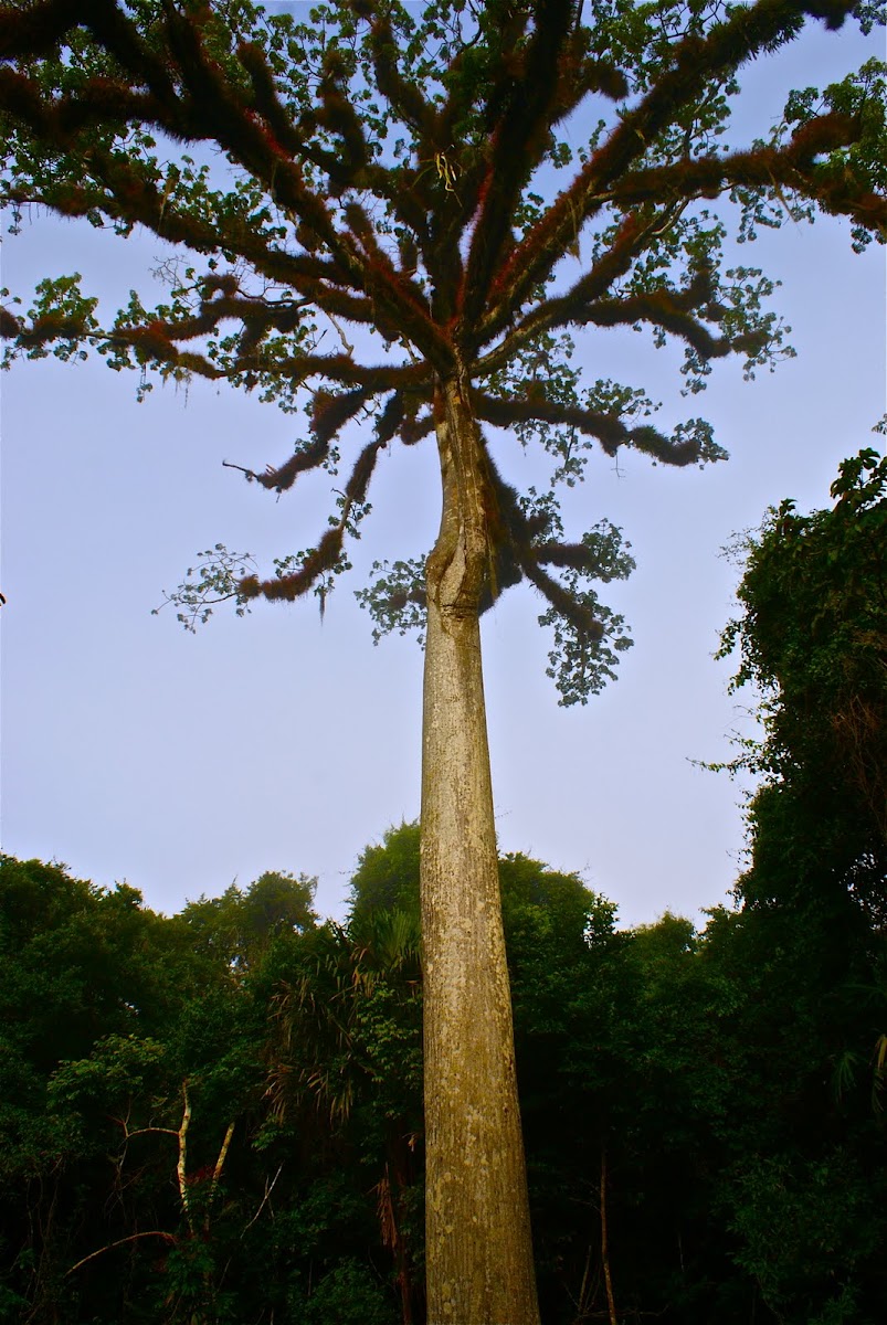 ceiba tree