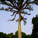 ceiba tree