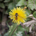 Marmalade hoverfly