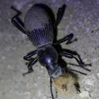 Darklling Beetle