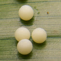 Butterfly eggs