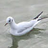 Black-headed Gull