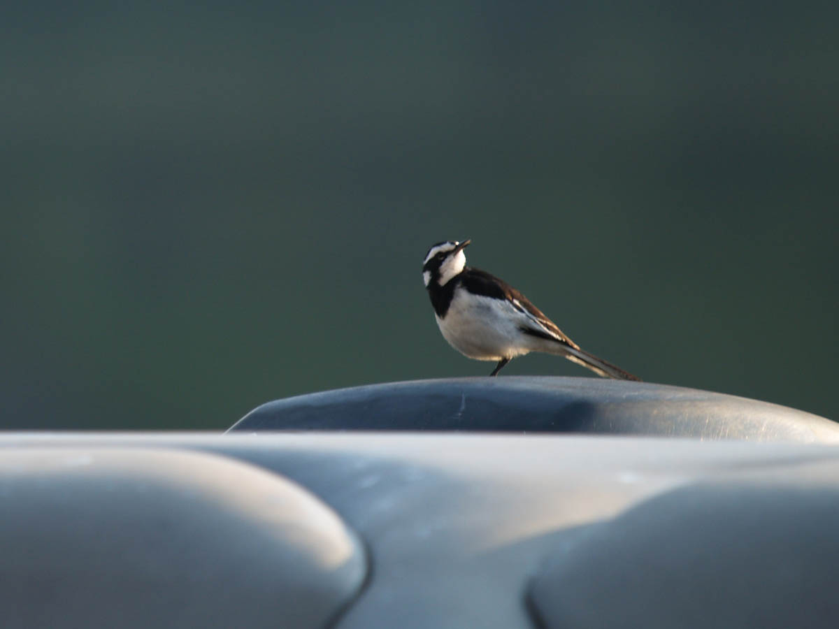 African Pied Wagtail