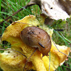 Common Garden Slug