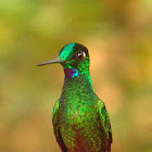 Green-fronted Brilliant