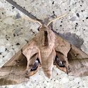 Eyed Hawk Moth