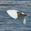 Pacific Reef Egret