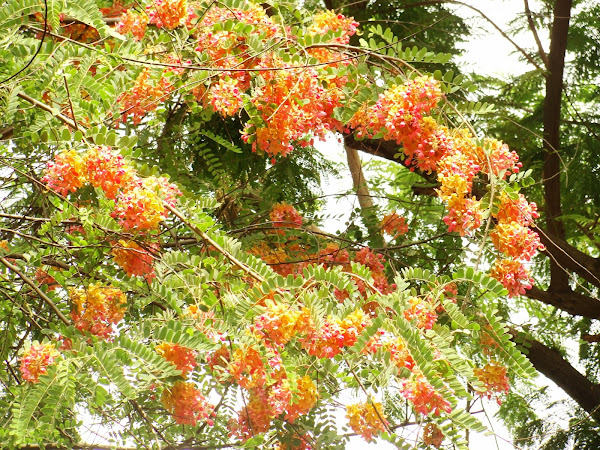 Rainbow Shower Tree | Project Noah